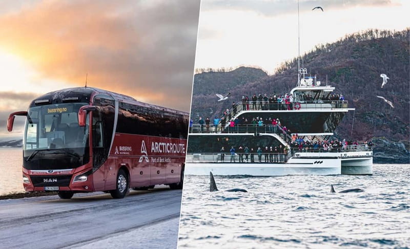 Tromsø: Whale Watching on hybrid boat with scenic bustrip - Tromsø to Skjervøy: why this route sets you up for real whale encounters