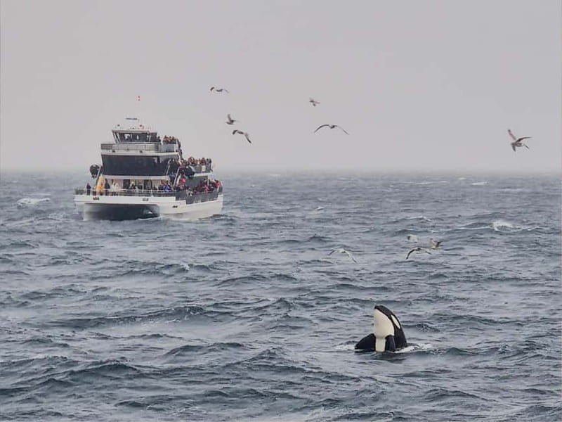Tromsø: Whale Watching on hybrid boat with scenic bustrip - The 9-hour flow, and how boat start vs bus start changes your day