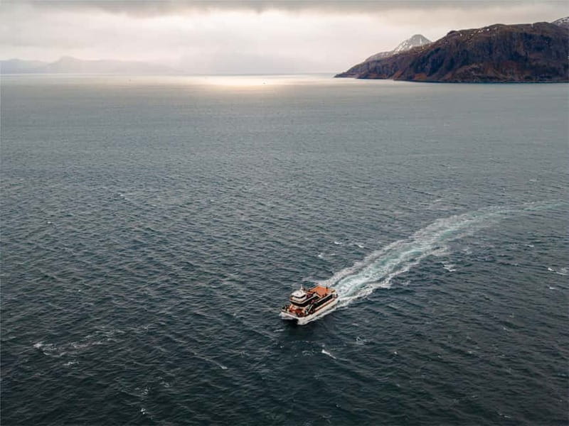 Tromsø: Whale Watching on hybrid boat with scenic bustrip - What you can hope to see: humpbacks, fins, sperm whales, and sometimes orcas