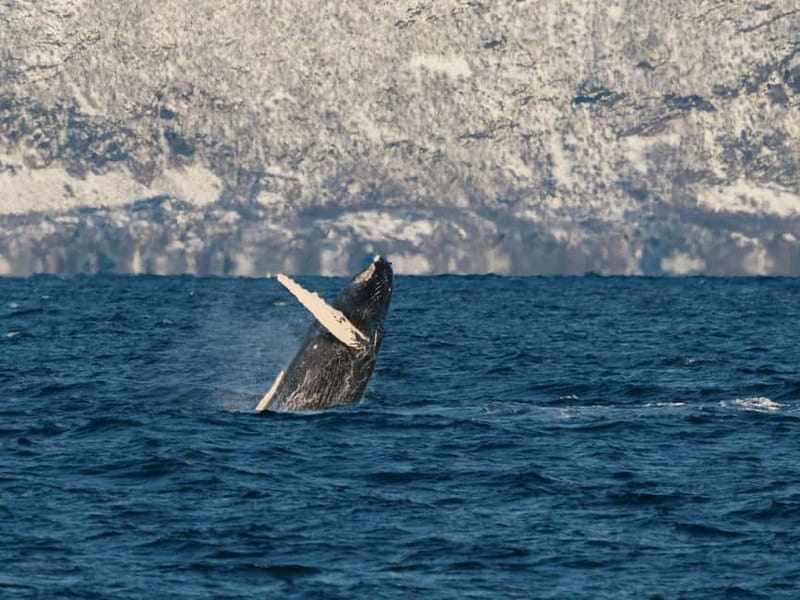 Tromsø: Whale Watching on hybrid boat with scenic bustrip - Who should book this Tromsø whale watching day, and who might want a different option