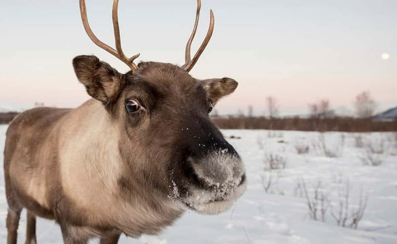 Tromsø: Winter Fjord Road Trip - Citizen science in the Arctic, and why it changes the way you look around