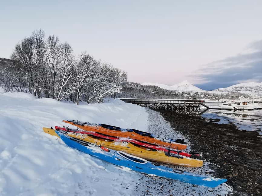 Tromsø: Winter Sea Kayaking Tour with Wildlife Sightings - Wildlife Encounters: Eagles, Seals, and Seabirds in Their Own World