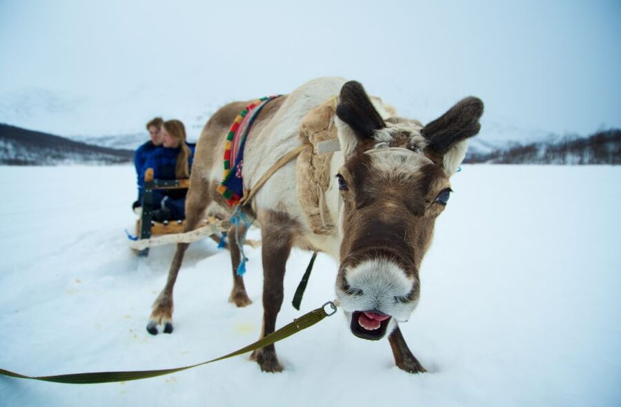 True Locals of the Arctic: Reindeer Sledding at Camp Tamok - Tromsø To Camp Tamok, The Day Starts Moving