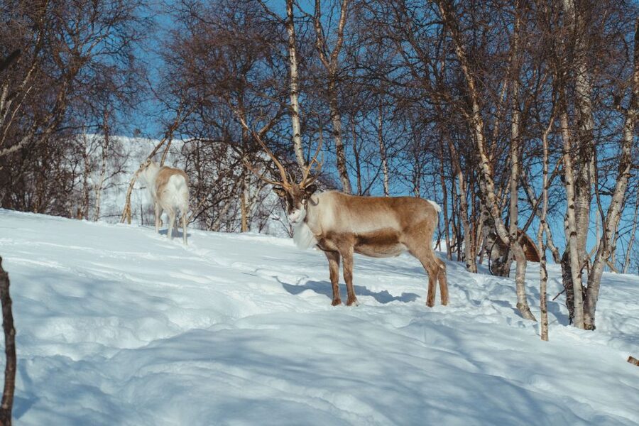 True Locals of the Arctic: Reindeer Sledding at Camp Tamok - The Minibus Transfer That Keeps the Day Calm
