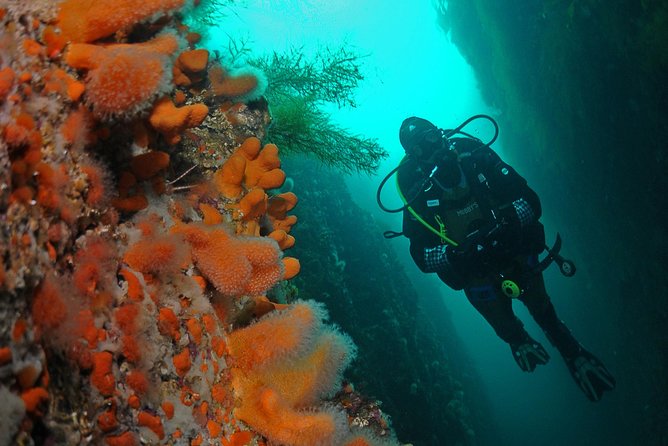 Unique Scuba Diving Experience - Key Highlights You Should Know Before You Go