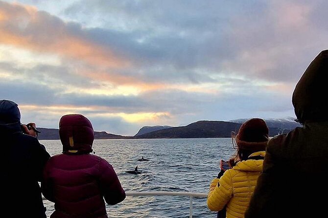 Whale Safari in Tromso - Key things that make this Tromsø whale safari worth your time