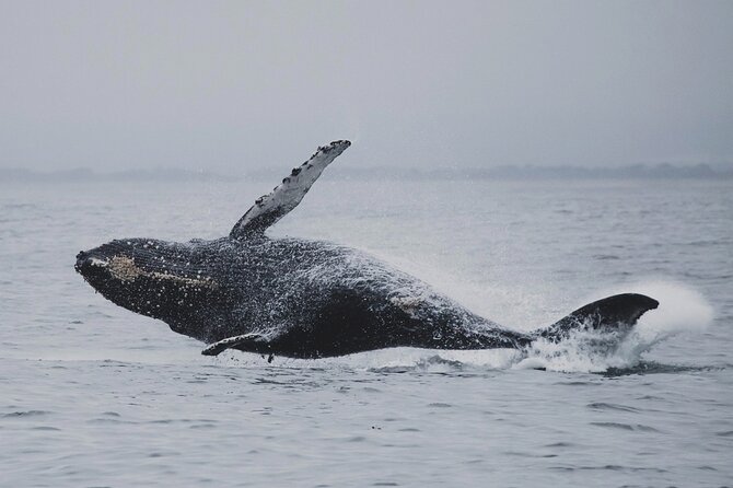 Whale Safari in Tromso - Motion sickness and wind: how to prepare so the trip stays fun
