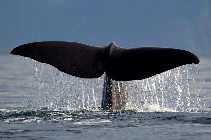 Whale Safari in Tromso - Price and value: what $182 buys you in Tromsø