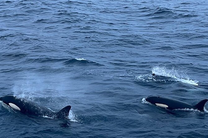 Whale Safari in Tromso - Who should book this whale safari, and who might prefer another option