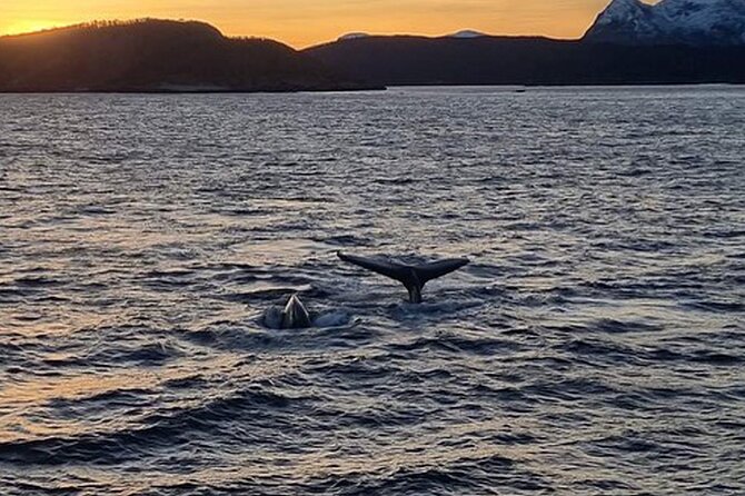 Whale Safari in Tromso - Should you book this Tromsø whale safari?