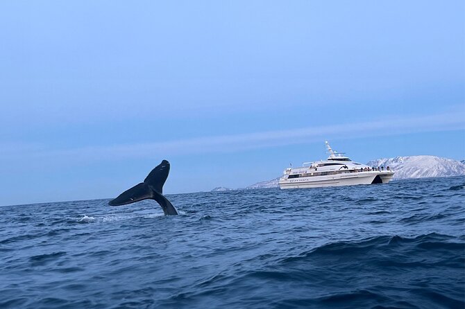 Whale Safari in Tromso - Nerstrandkaia check-in and the best way to get a good whale view