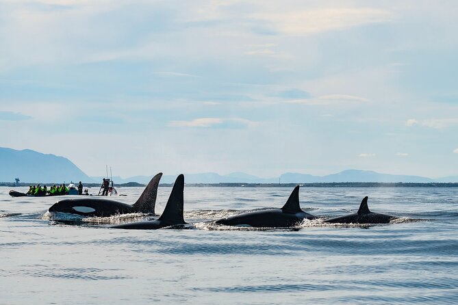 Whale Watching RIB Boat Tour in Skjervoy from Tromso - Key Things That Make This Whale Tour Worth Your Time