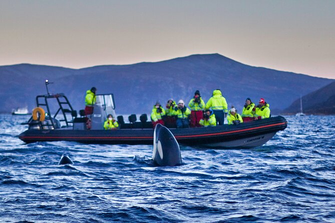 Whale Watching RIB Boat Tour in Skjervoy from Tromso - The Tromsø to Skjervøy Schedule: Why the Day Starts So Early