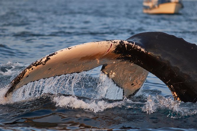 Whale Watching RIB Boat Tour in Skjervoy from Tromso - Cold-Weather Gear You Get, and the Stuff You Should Bring Anyway