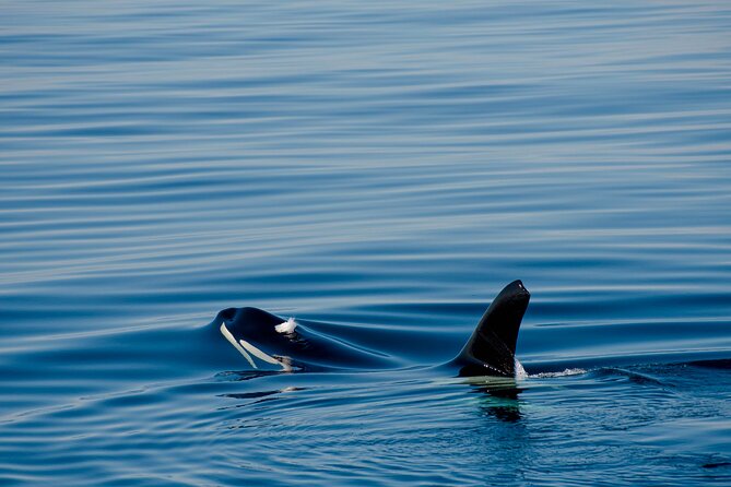 Whale Watching RIB Boat Tour in Skjervoy from Tromso - Food on the Run: Sandwiches, Tea, Coffee, and Snacks