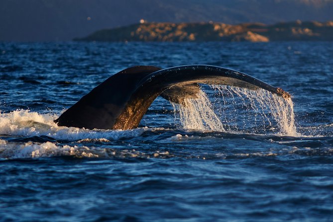 Whale Watching RIB Boat Tour in Skjervoy from Tromso - Guides and Whale Respect: What Makes the Crew Experience Stand Out
