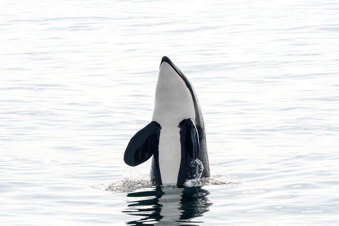 Whale Watching RIB Boat Tour in Skjervoy from Tromso - Price and Value: Is US$365.81 Actually Reasonable?