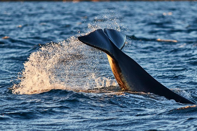 Whale Watching RIB Boat Tour in Skjervoy from Tromso - Where You Meet the Bus (and How to Not Waste the Morning)