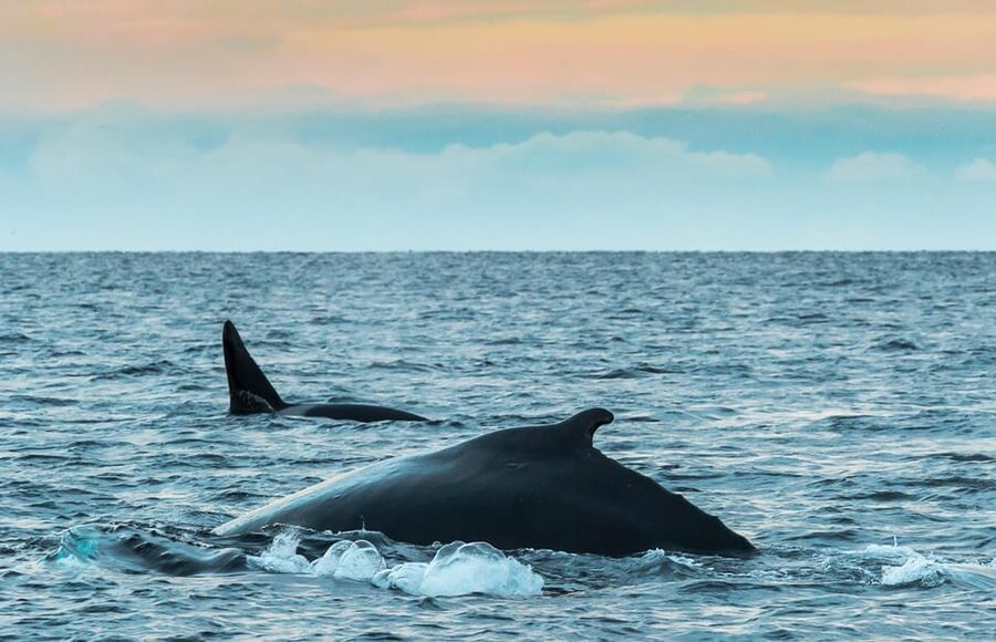 Whale Watching RIB Safari at Skjervøy - Key Points Worth Knowing Before You Go