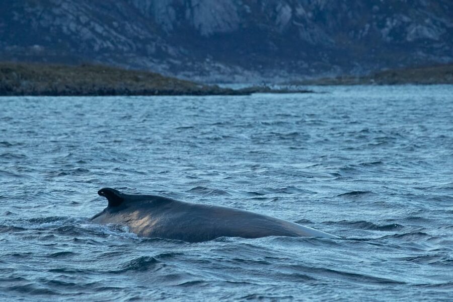 Whale Watching RIB Safari at Skjervøy - Why Skjervøy Waters Are Such a Strong Bet for Whales