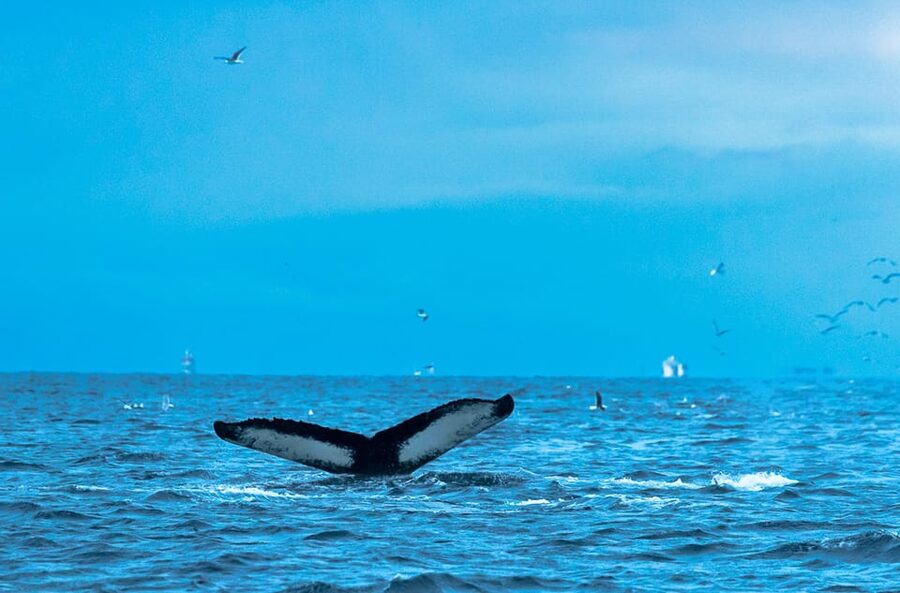 Whale Watching RIB Safari at Skjervøy - Weather and Timing: Why Your Time on the Water Can Change