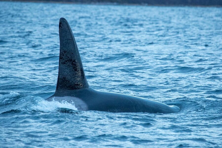 Whale Watching RIB Safari at Skjervøy - Who This Is Best For, and Who Should Skip It