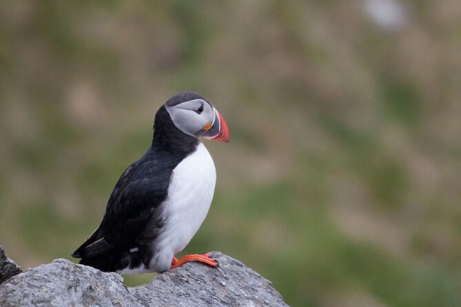 Wildlife Sea Safari in Alesund - Key highlights worth your attention