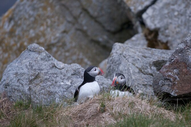 Wildlife Sea Safari in Alesund - Entering the Ålesund RIB experience, fast and focused