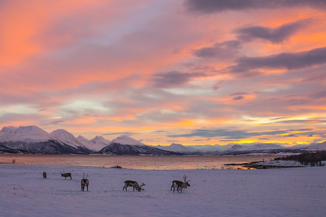 Winter Fjord Road Trip with Wandering Owl - Who this tour suits best, and who should look elsewhere
