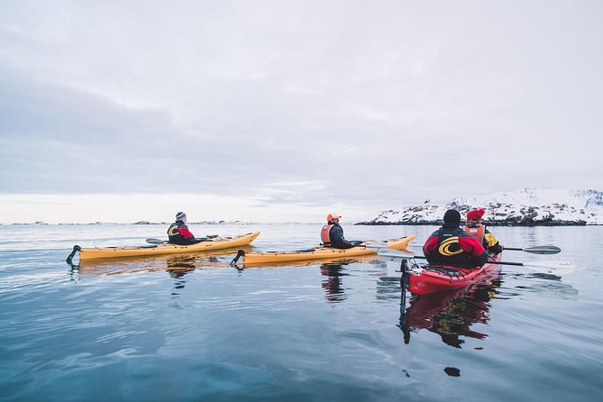Winter Half Day Kayak Tour - Wildlife and Quiet Moments: What to Look For on the Water